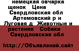 немецкая овчарка щенок › Цена ­ 10 000 - Свердловская обл., Артемовский р-н, Луговая д. Животные и растения » Собаки   . Свердловская обл.